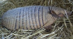 6 banded armadillo