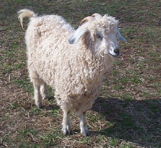 http://www.zootoyou.net/files/Angora_Goat_4by3.jpg