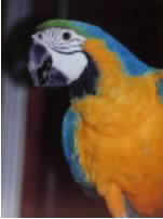 buddy the performing blue and gold macaw