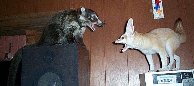 What we do for fun around here! (Coati and Fennec version)