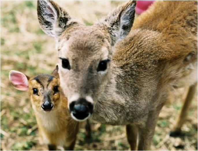 a full grown muntjac is on the left and a young whitetail deer.