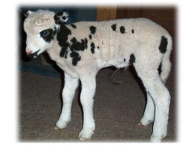 2week old Jacobs lamb