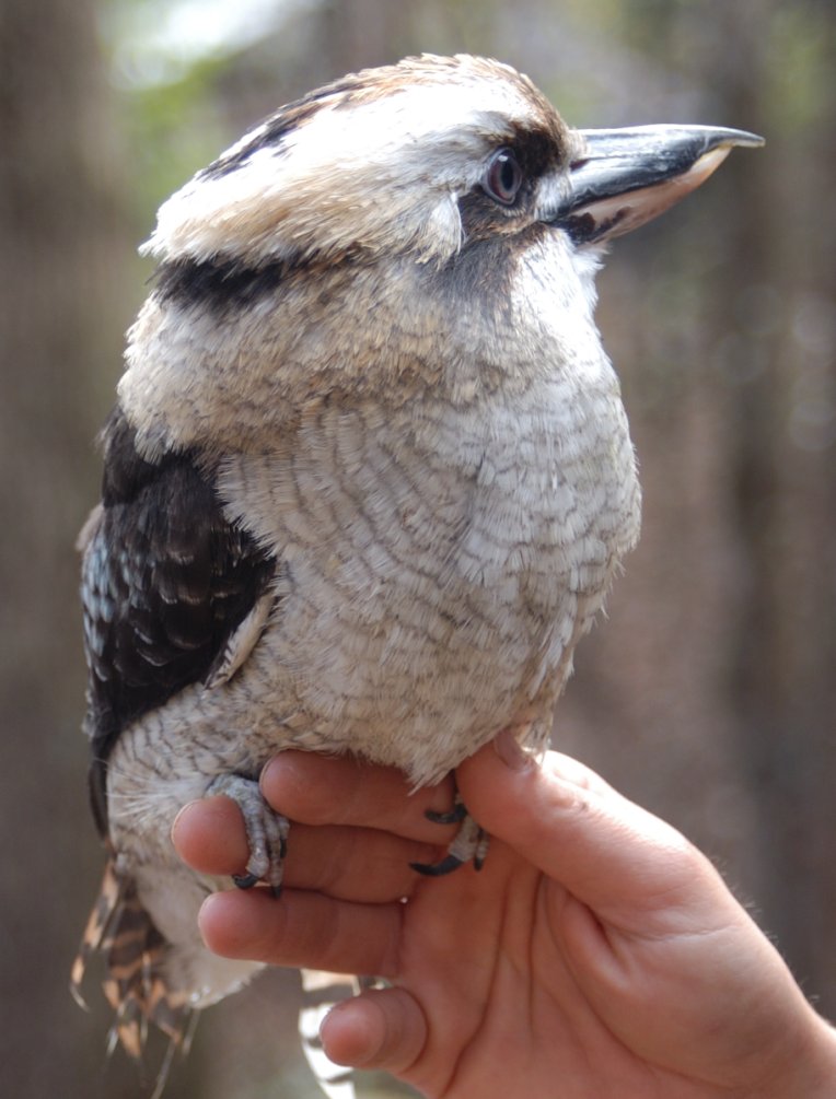Kookaburra