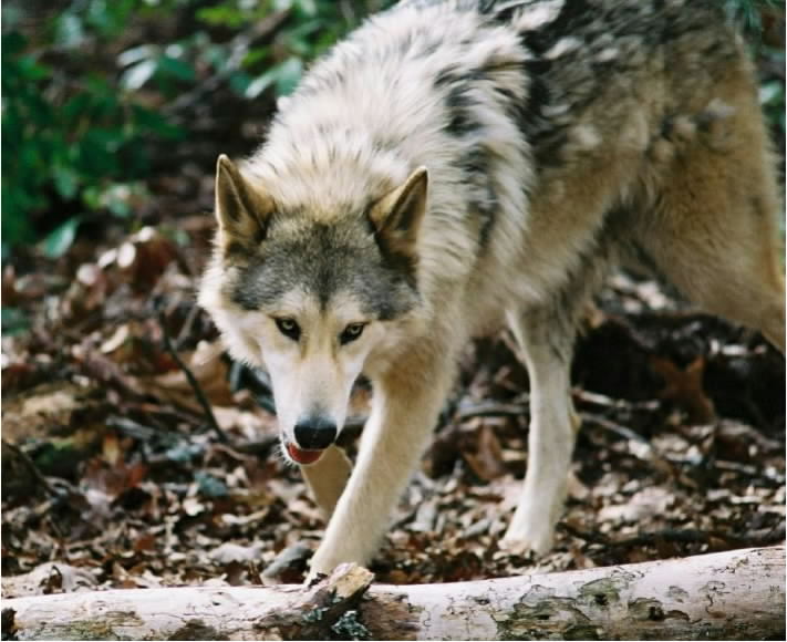 Timberwolf Hybrid.  