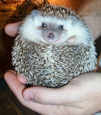 hedgehog