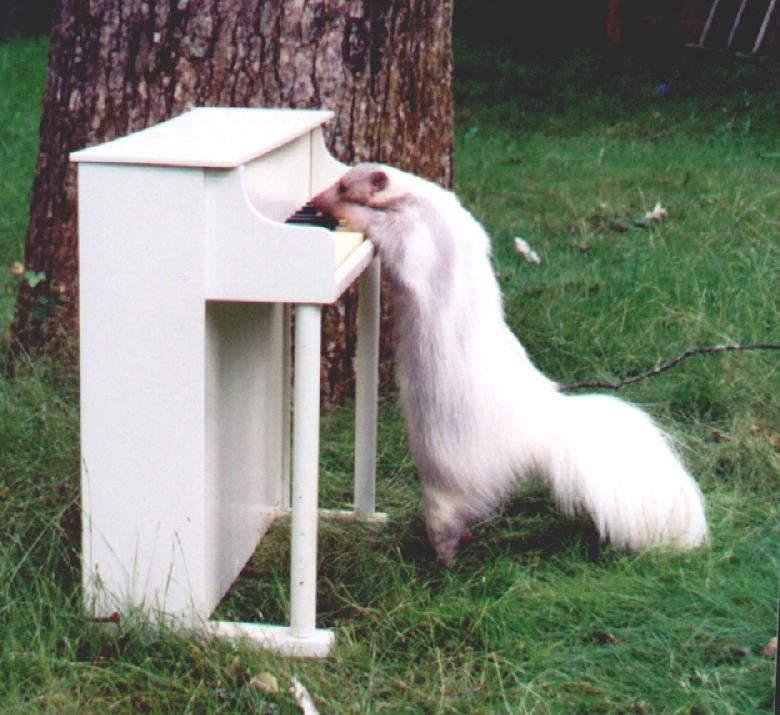 muffy the skunk playing the piano