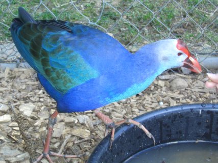 Australian Swamphens