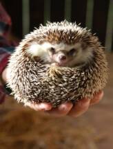 Hedgehog
